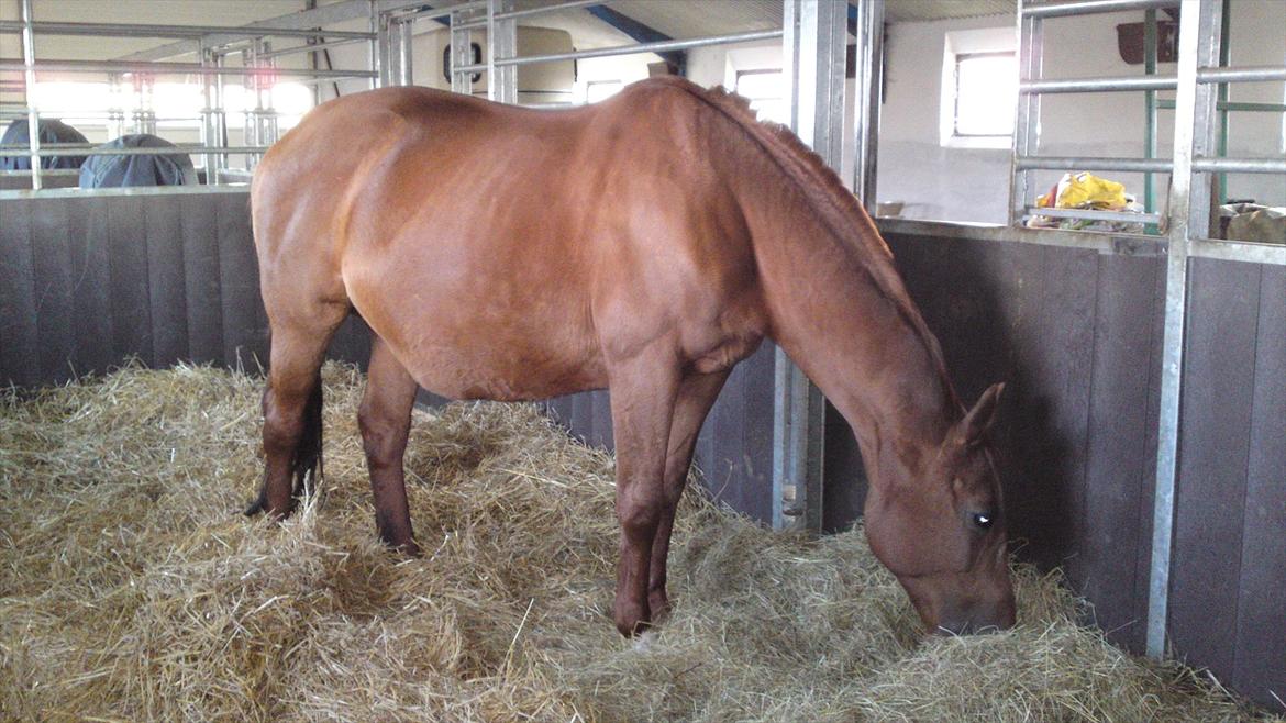 Dansk Varmblod REGITZE - Ca. en uge til at hun skal fole! d. 17/2 - 2012 :D billede 14