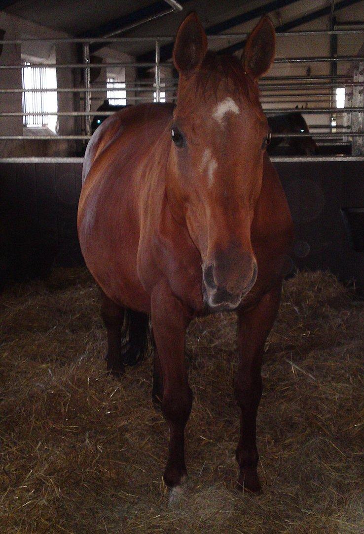 Dansk Varmblod REGITZE - Forfra med hendes tykke mave! :D billede 15