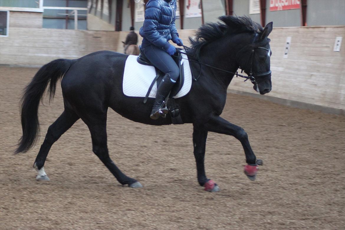 Oldenborg Shery Horsmark - Dressur februar 2012 billede 14