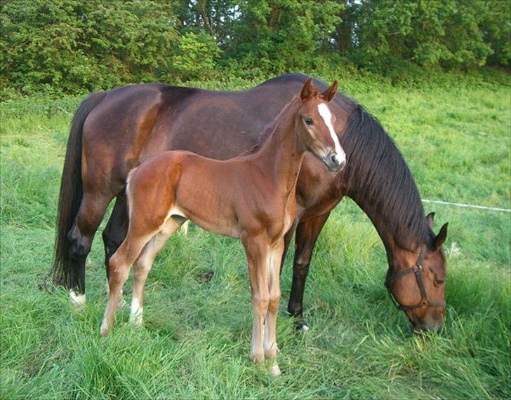 Dansk Varmblod Madigan Lox - Som baby, med mor Visage ved sin skulder.. billede 4