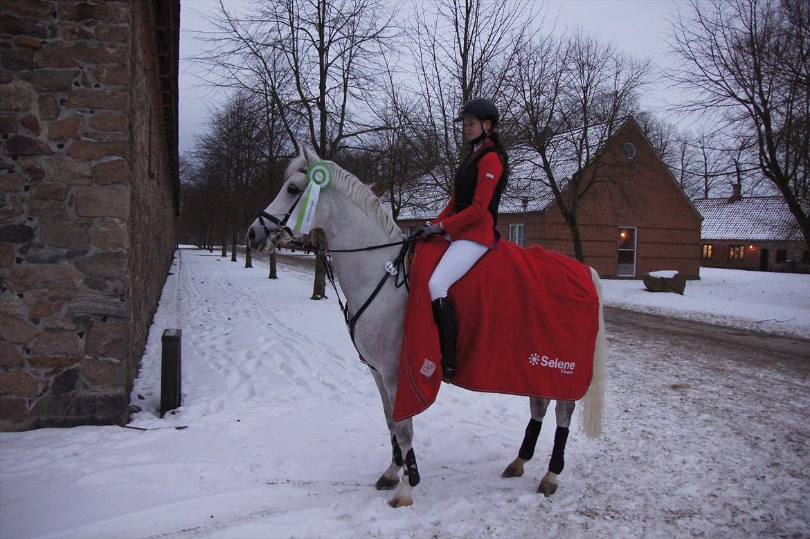 Hollandsk Sportspony Amigo A-pony - Amigo og jeg til Elite stævne på Vilhelmsborg MB2** 4 plads billede 10