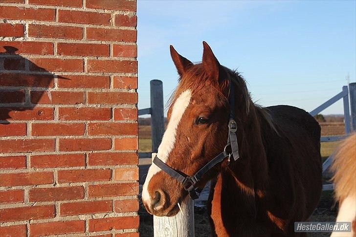 Anden særlig race Frigga - Feb 2012
Taget af Christina billede 18