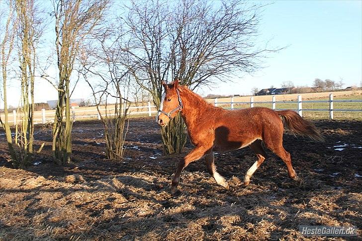 Anden særlig race Frigga - Feb. 2012
Taget af Christina billede 19