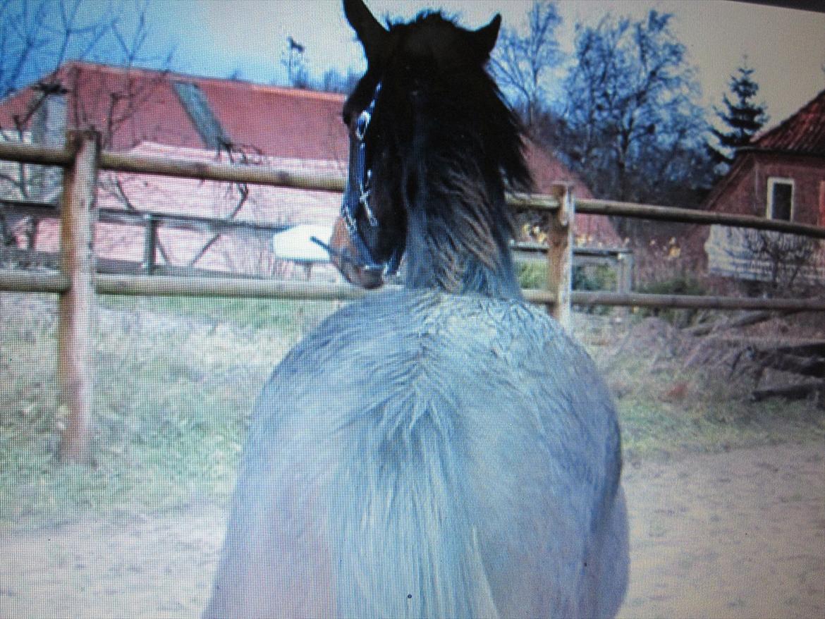 Dansk Varmblod Rockzanne Lox billede 19