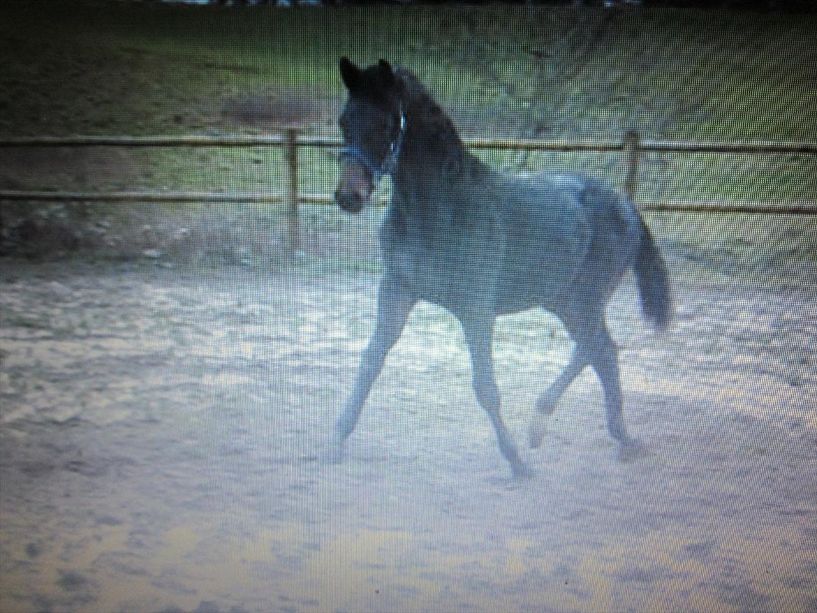 Dansk Varmblod Rockzanne Lox billede 20