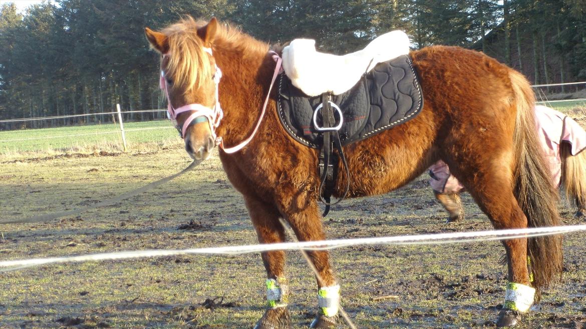 Anden særlig race Leika  - leiak med sadle på for første gang billede 8