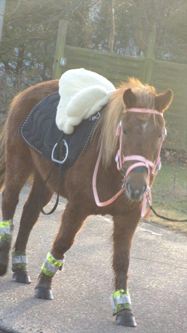 Anden særlig race Leika  billede 9