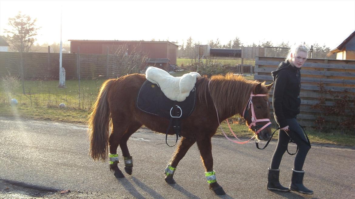 Anden særlig race Leika  - leiak i byen for første gang billede 10