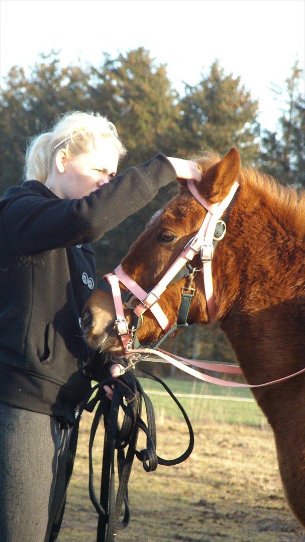 Anden særlig race Leika  - mig og leika  billede 11