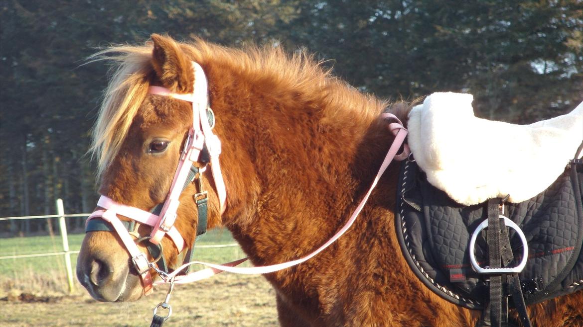 Anden særlig race Leika  billede 12