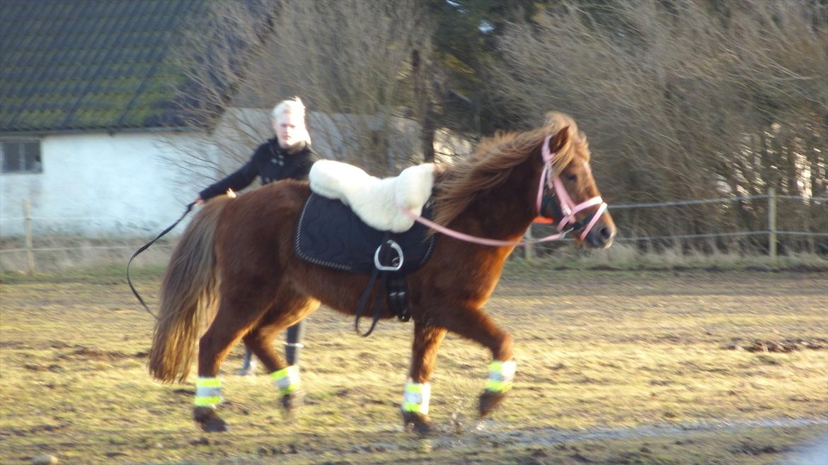 Anden særlig race Leika  billede 13