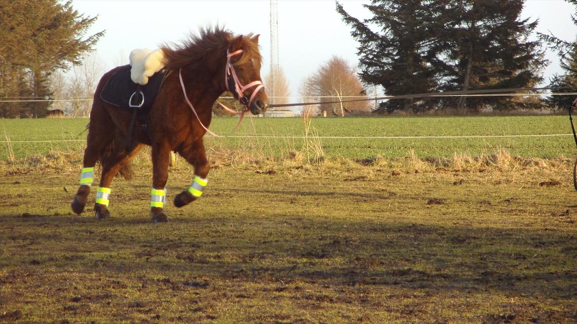 Anden særlig race Leika  billede 14