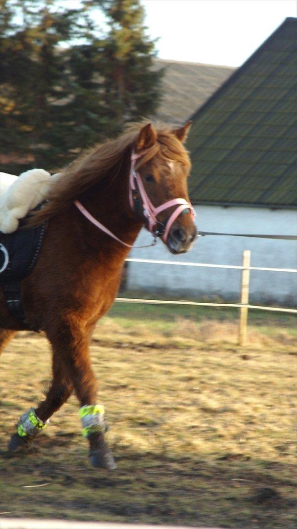 Anden særlig race Leika  - Foto, Nanna Hammer billede 1