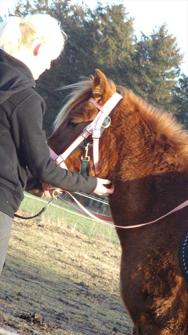 Anden særlig race Leika  billede 15