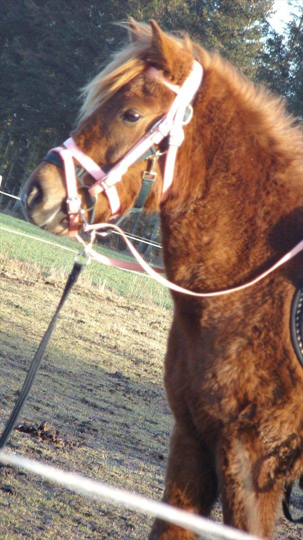 Anden særlig race Leika  billede 16