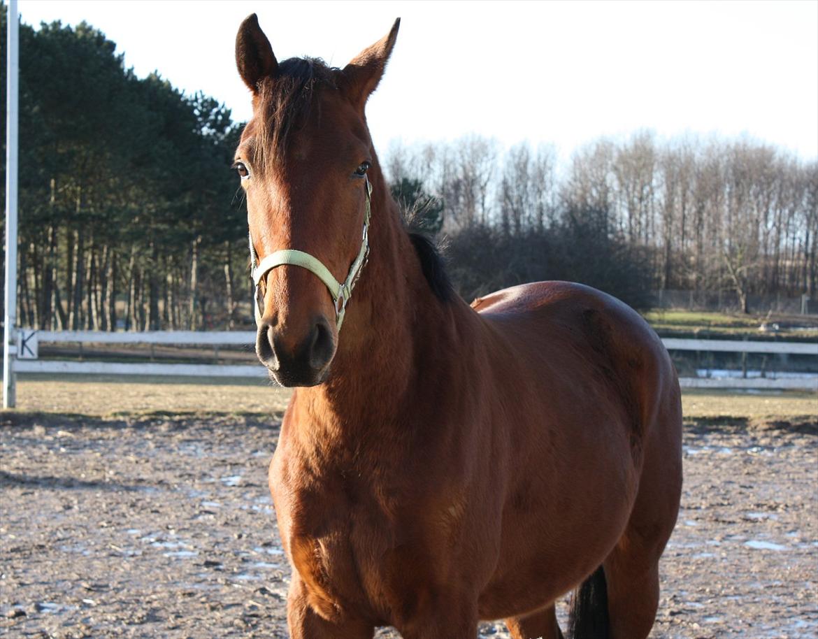 Anden særlig race Palsgaards Kezha (Himmelhest) billede 7
