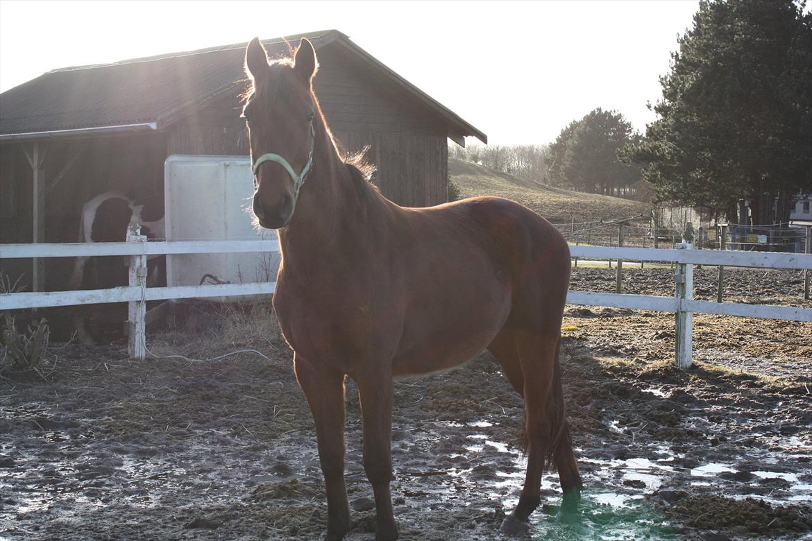 Anden særlig race Palsgaards Kezha (Himmelhest) billede 8