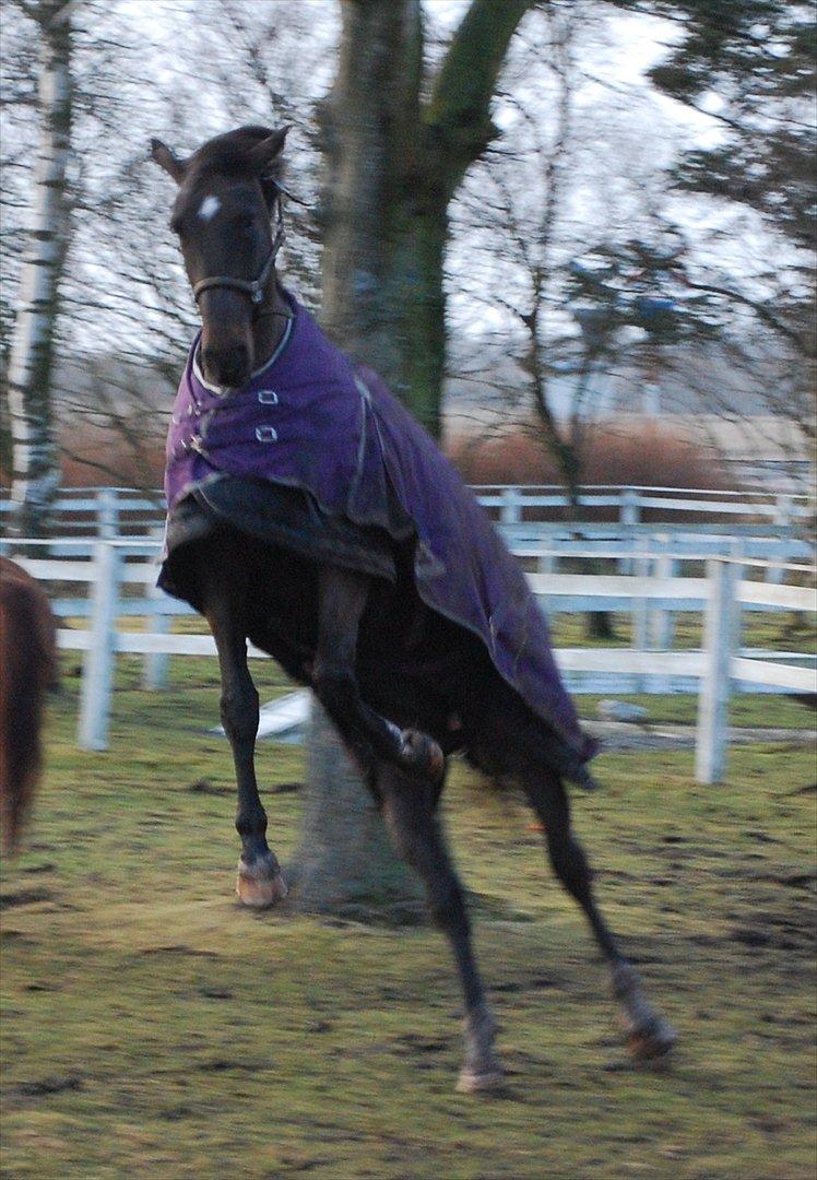 Dansk Varmblod Lerini A **RDS** - Weeee.. hop hop.. Gad vide om jeg skal være springhest billede 6