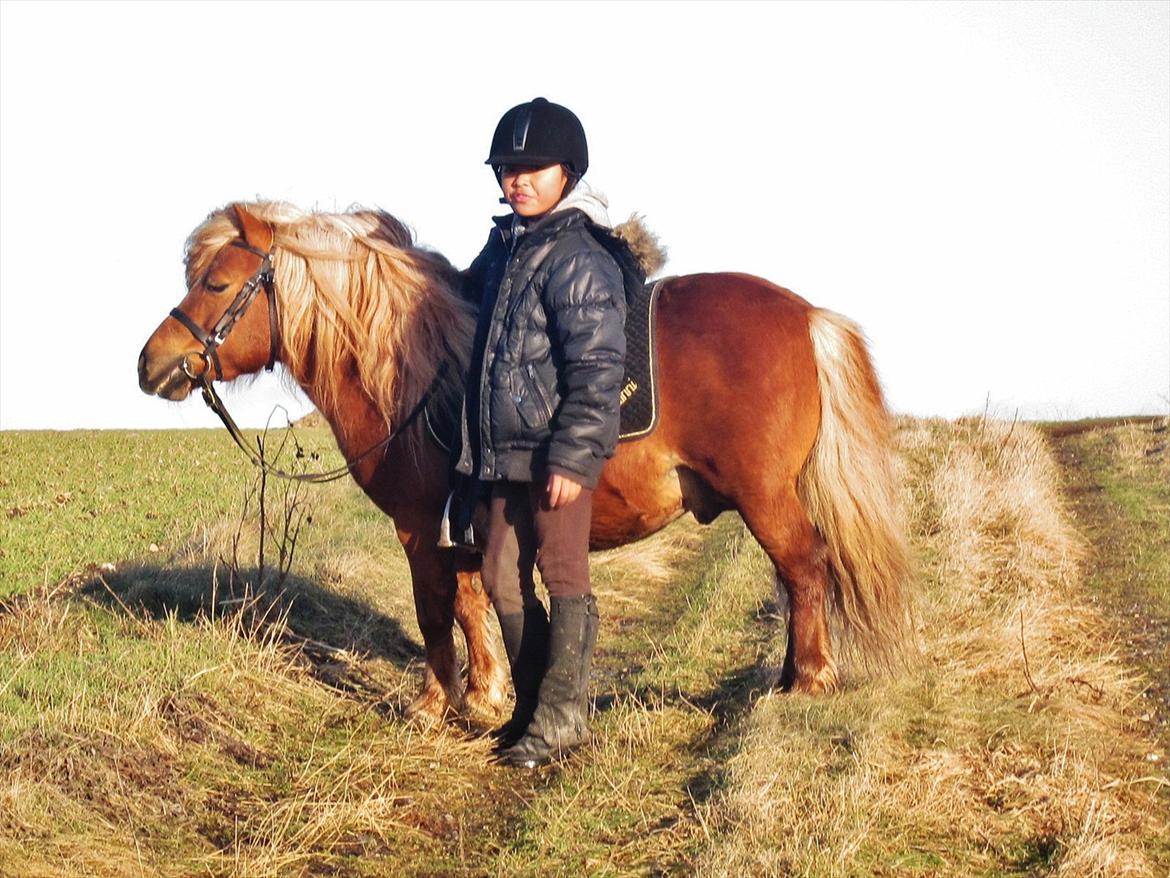 Shetlænder min øjesten Mancini<3 - 10~Jeg elsker dig pony!<3
 billede 10