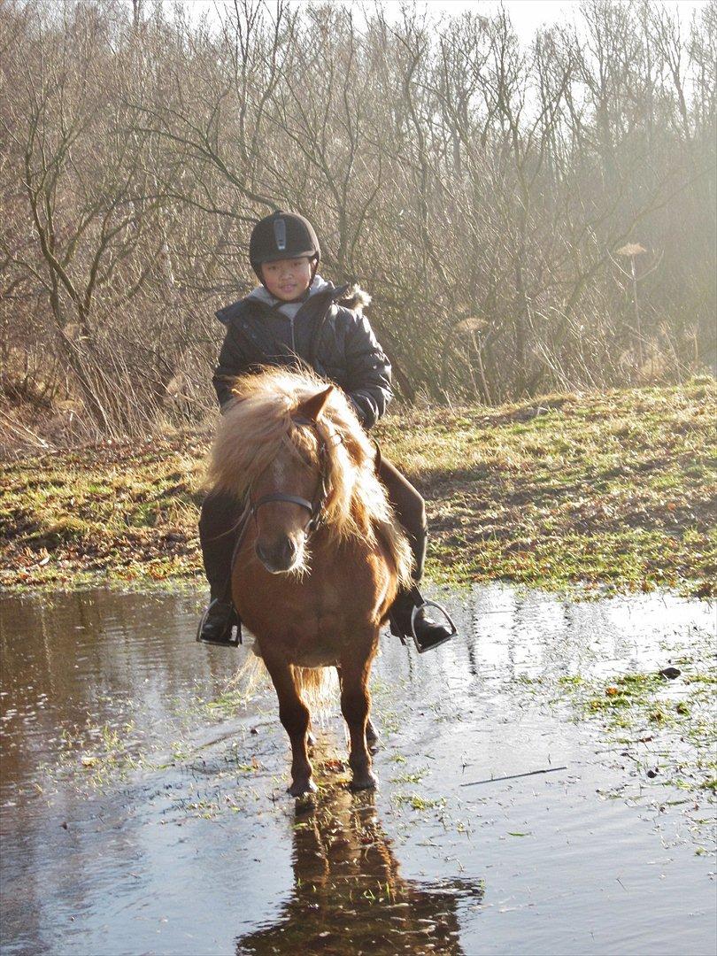 Shetlænder min øjesten Mancini<3 - 12~<3 billede 12