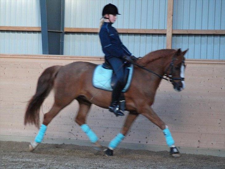 DSP Fan dango A.M  billede 17