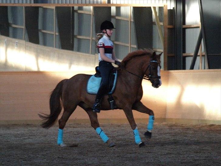 DSP Fan dango A.M  billede 20