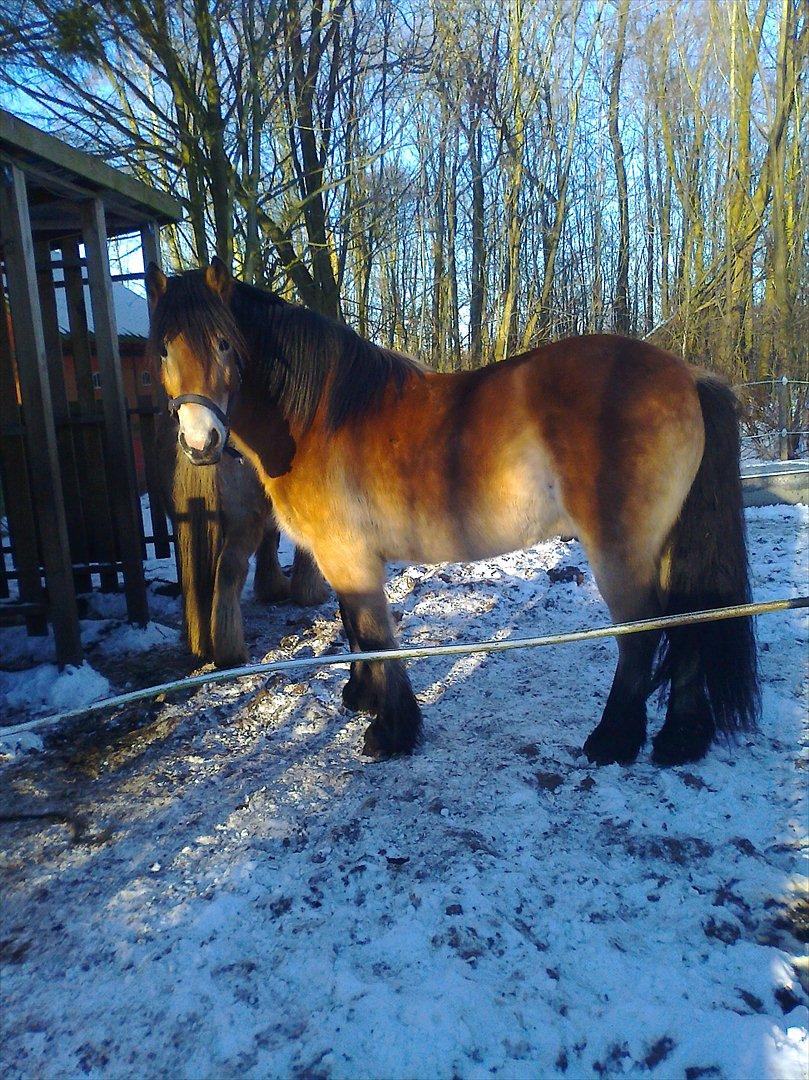 Koldblodstraver Rappstagutten,.(Gutten) billede 2