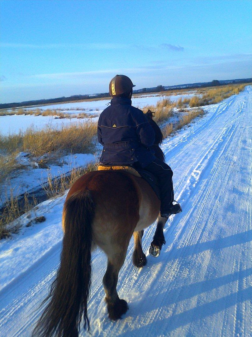 Koldblodstraver Rappstagutten,.(Gutten) - på tur i Uldum kær billede 3