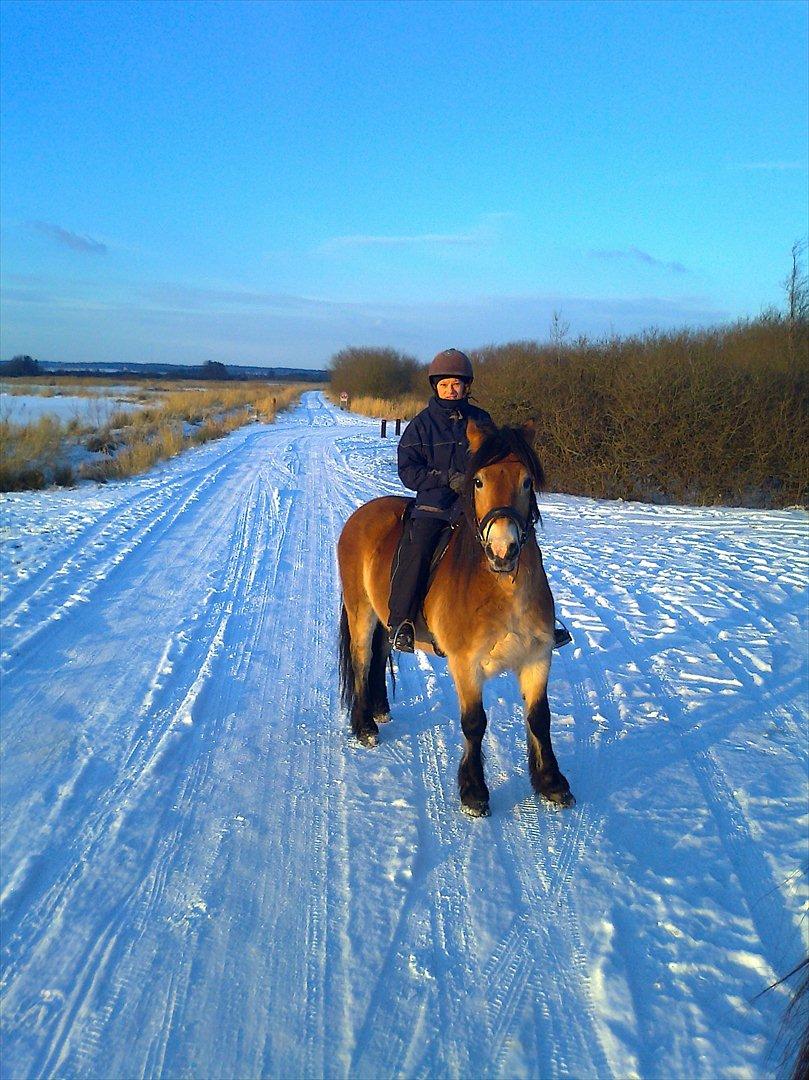 Koldblodstraver Rappstagutten,.(Gutten) billede 4