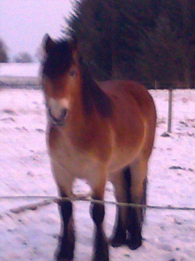 Koldblodstraver Rappstagutten,.(Gutten) - i løsdriften billede 5