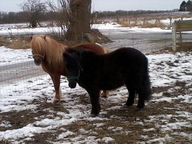 Shetlænder min øjesten Mancini<3 billede 13