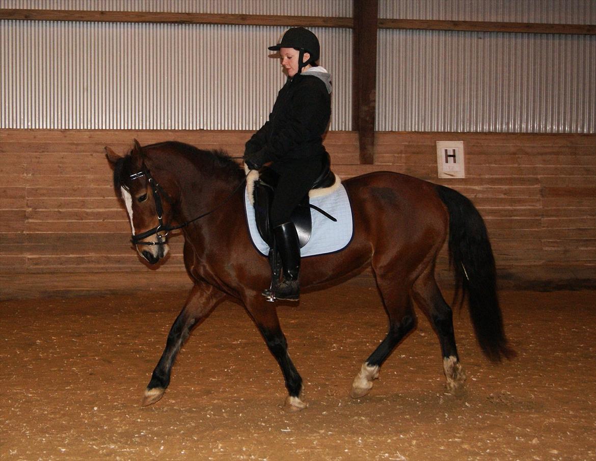 Welsh Cob (sec D) Nebo Tulip  - 17/02-12  billede 18