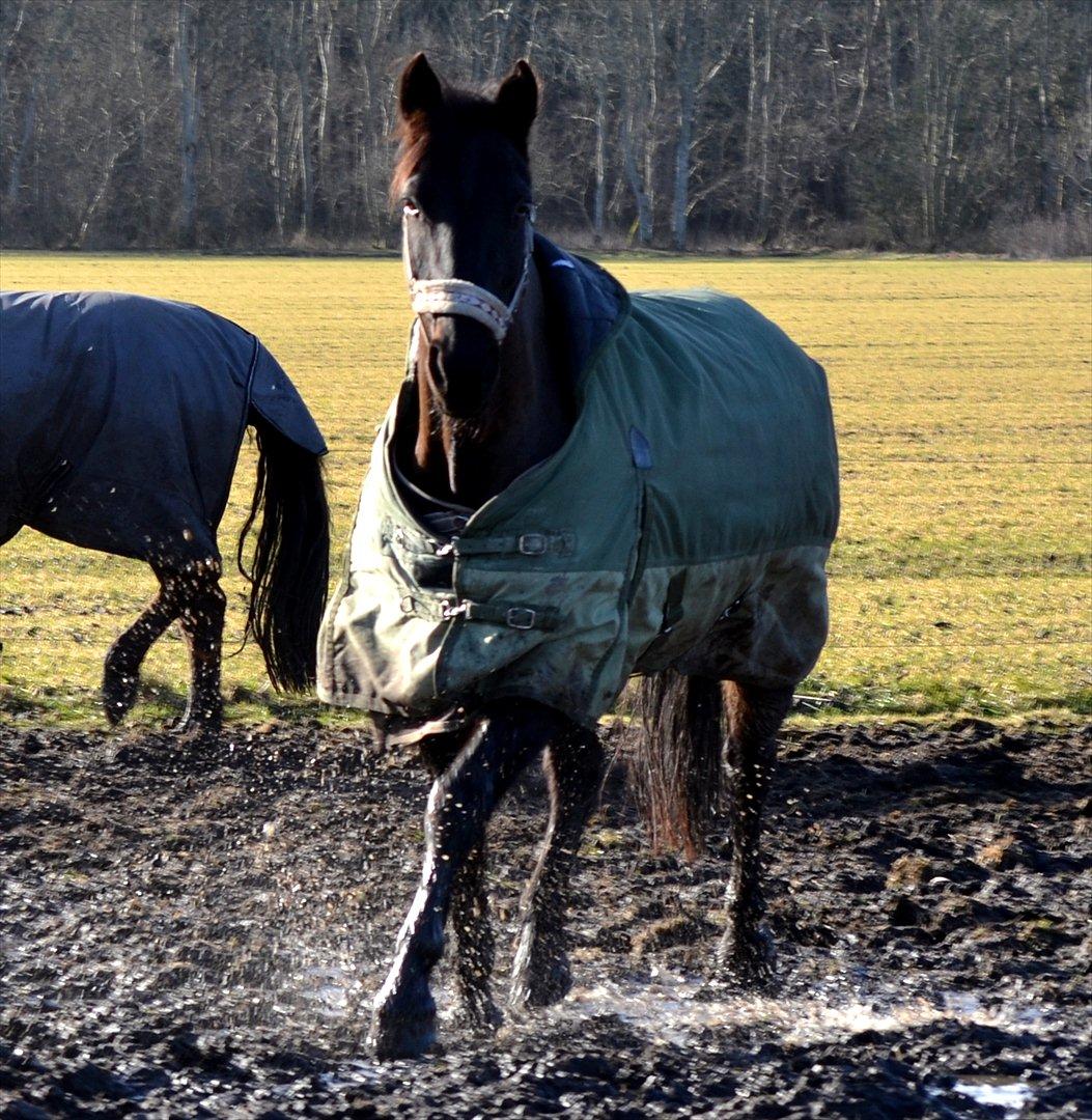 Oldenborg Bianca af Tanderup (Gippe'sen) - 17. Februar 2012. Bianca er ude på den store "mudder" fold :D (Held og lykke til mig som skal have alt det mudder ud af hendes pels) billede 15