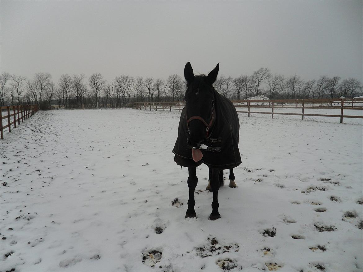 Oldenborg Lukas - charmetrolden i sneen<3 billede 12
