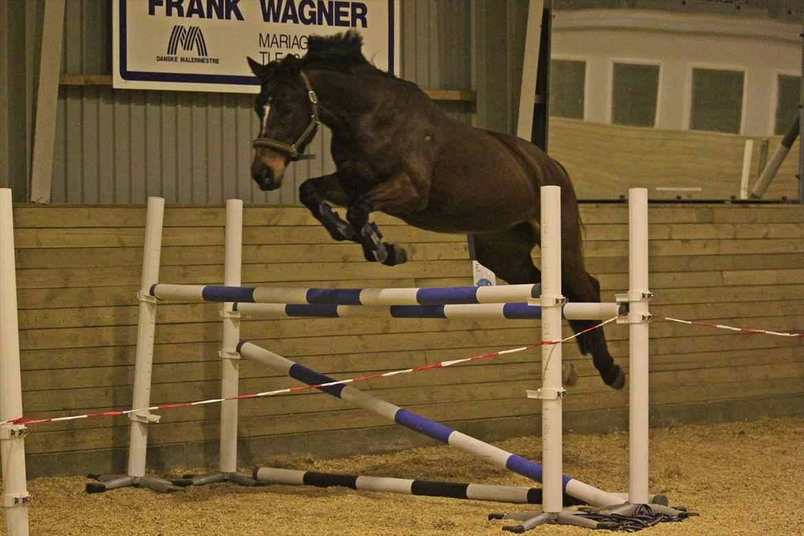 Anden særlig race Stald Birkelys Issebelle - Dressurhesten løshopper 1.25! Sådan der! ;-)
Foto: Line Skou (mig) billede 12