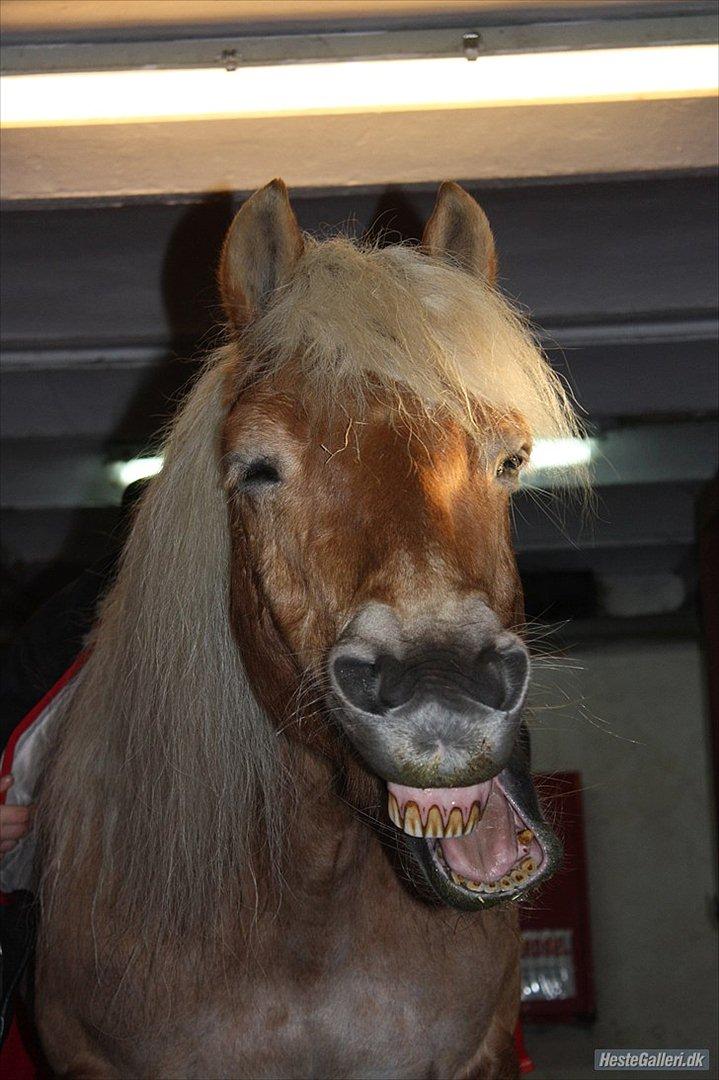 Tyroler Haflinger Bounty Brohus *Tosse* - fotograf: Simone Paabøl<3 billede 3