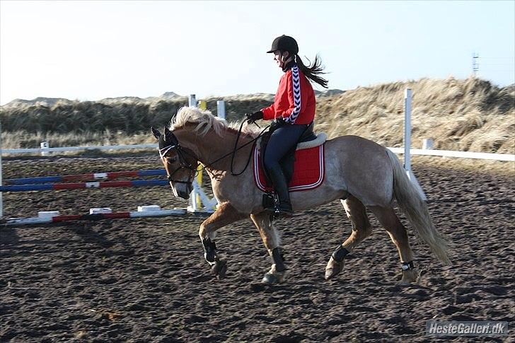 Tyroler Haflinger Bounty Brohus *Tosse* - fotograf: Simone Paabøl<3 billede 10