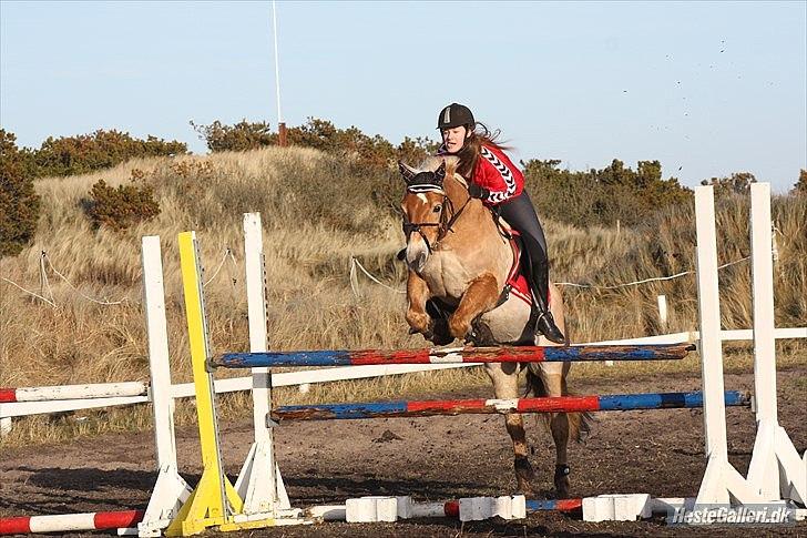 Tyroler Haflinger Bounty Brohus *Tosse* - 110cm<3
-fotograf: Simone Paabøl<3 billede 12