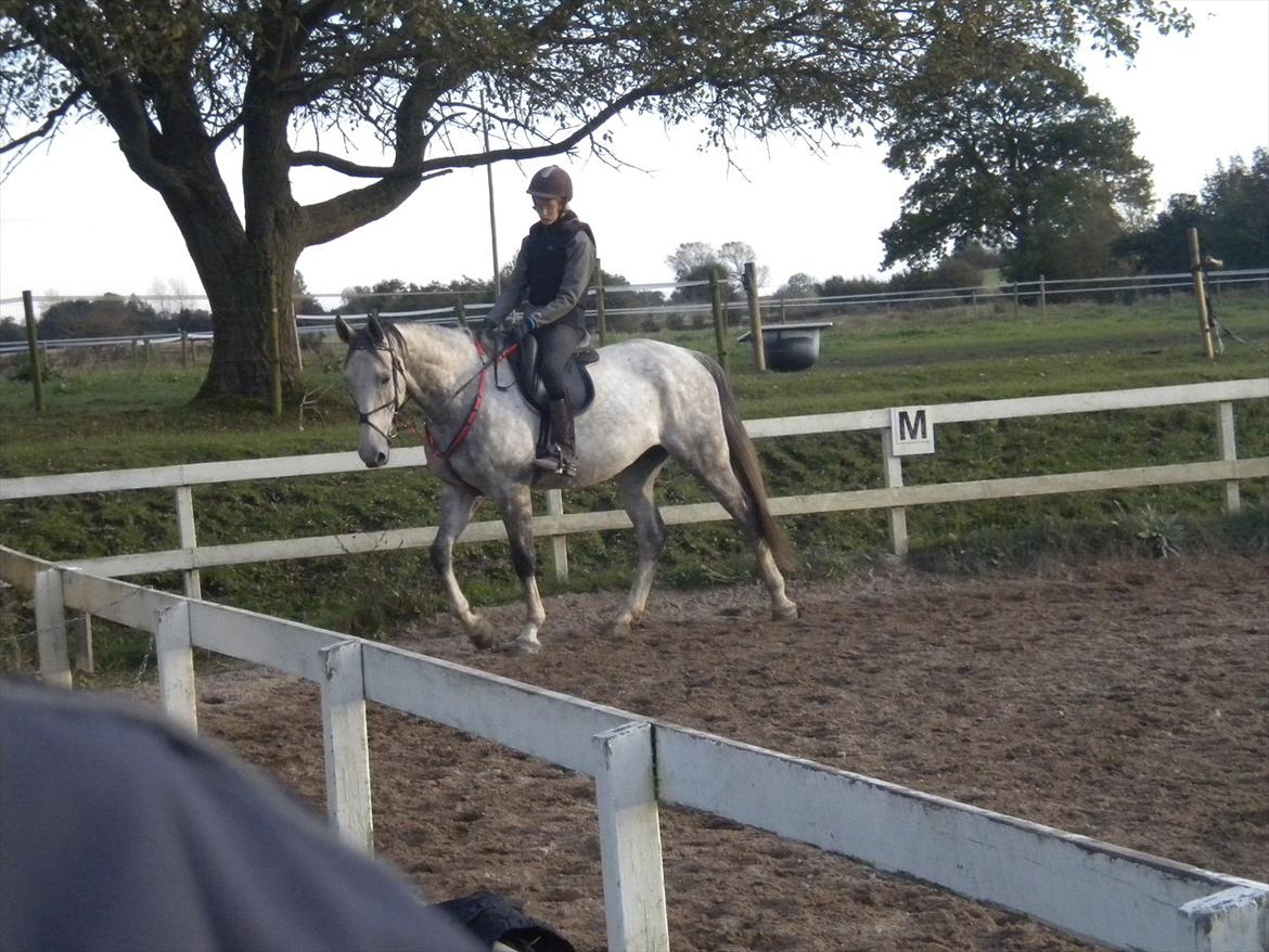 Polsk Varmblod irys  - smuksak !! billede 15