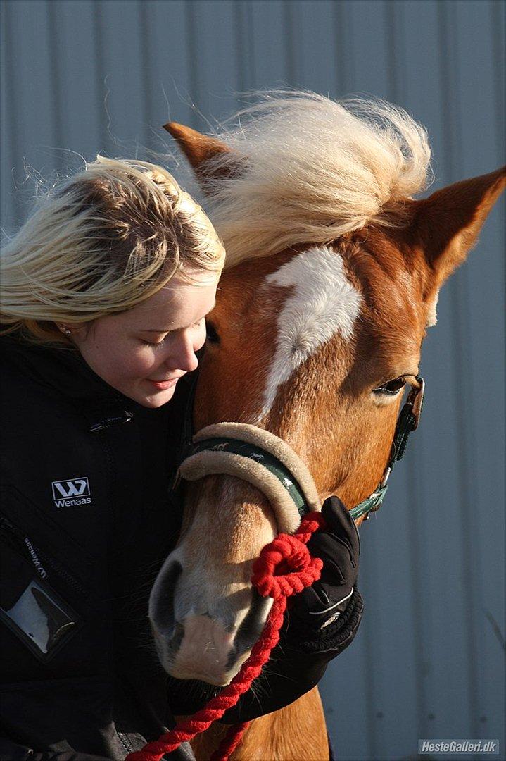 Haflinger Missy billede 1