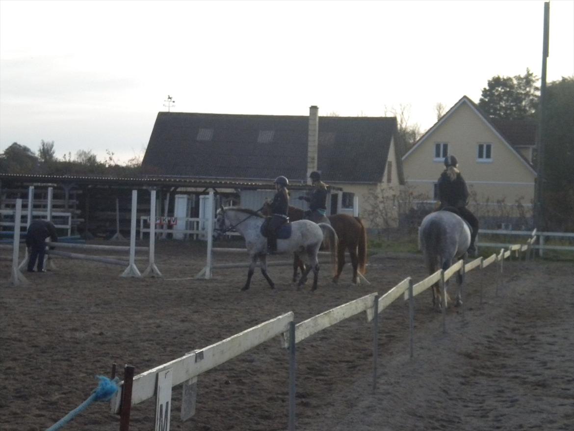 Polsk Varmblod irys  - spring undervisning !! ;D
 billede 16