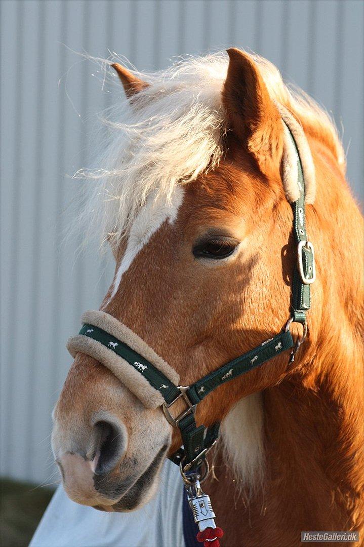Haflinger Missy billede 4