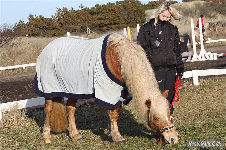 Haflinger Missy billede 10