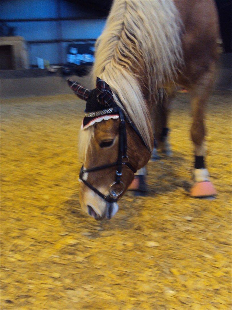 Haflinger Missy billede 13