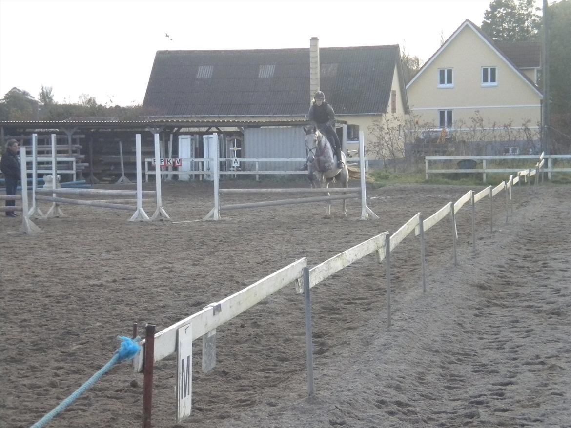 Polsk Varmblod irys  - jaa han kan jo godt
 billede 17