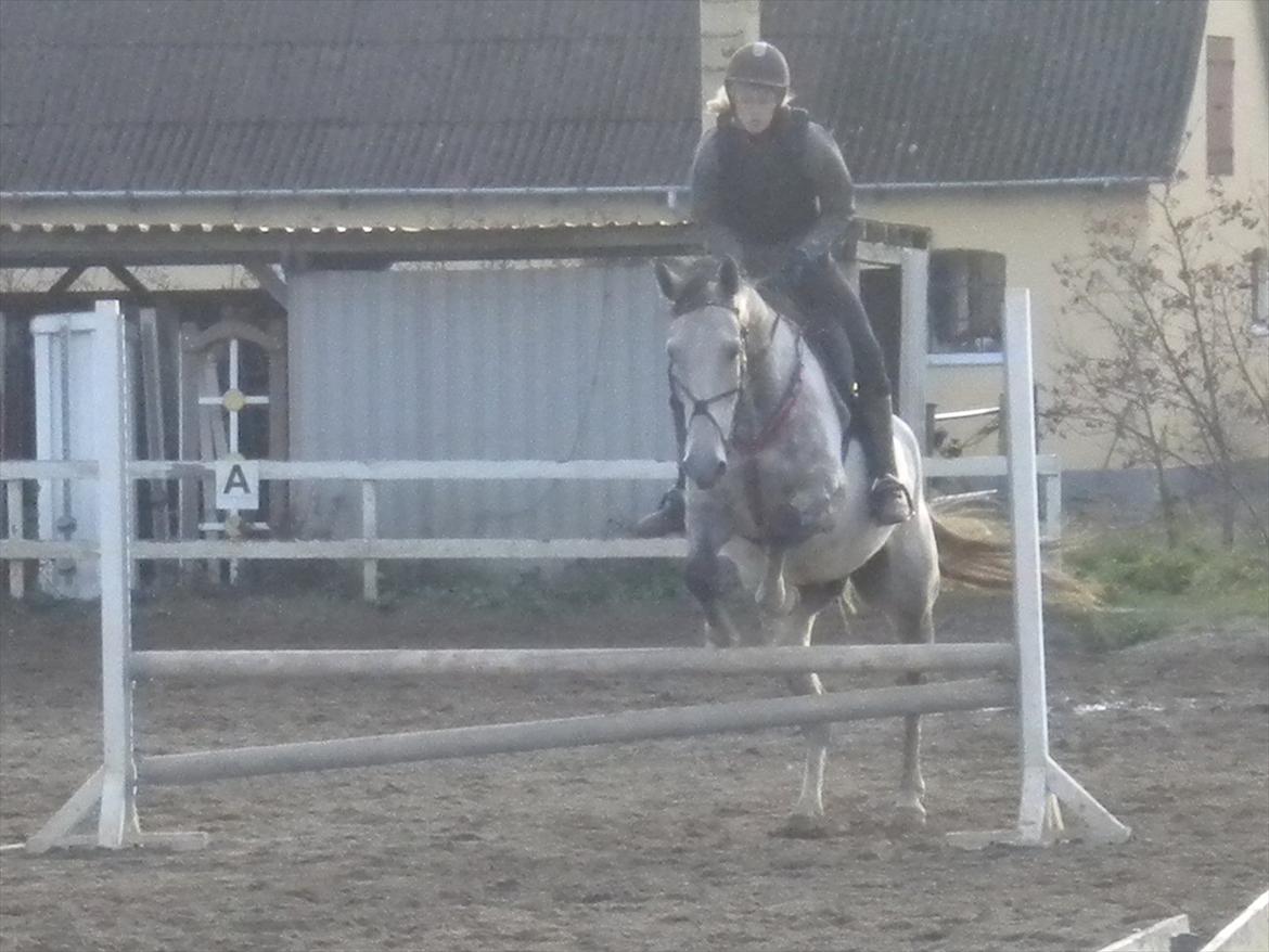 Polsk Varmblod irys  - li i zoom :D
 billede 18