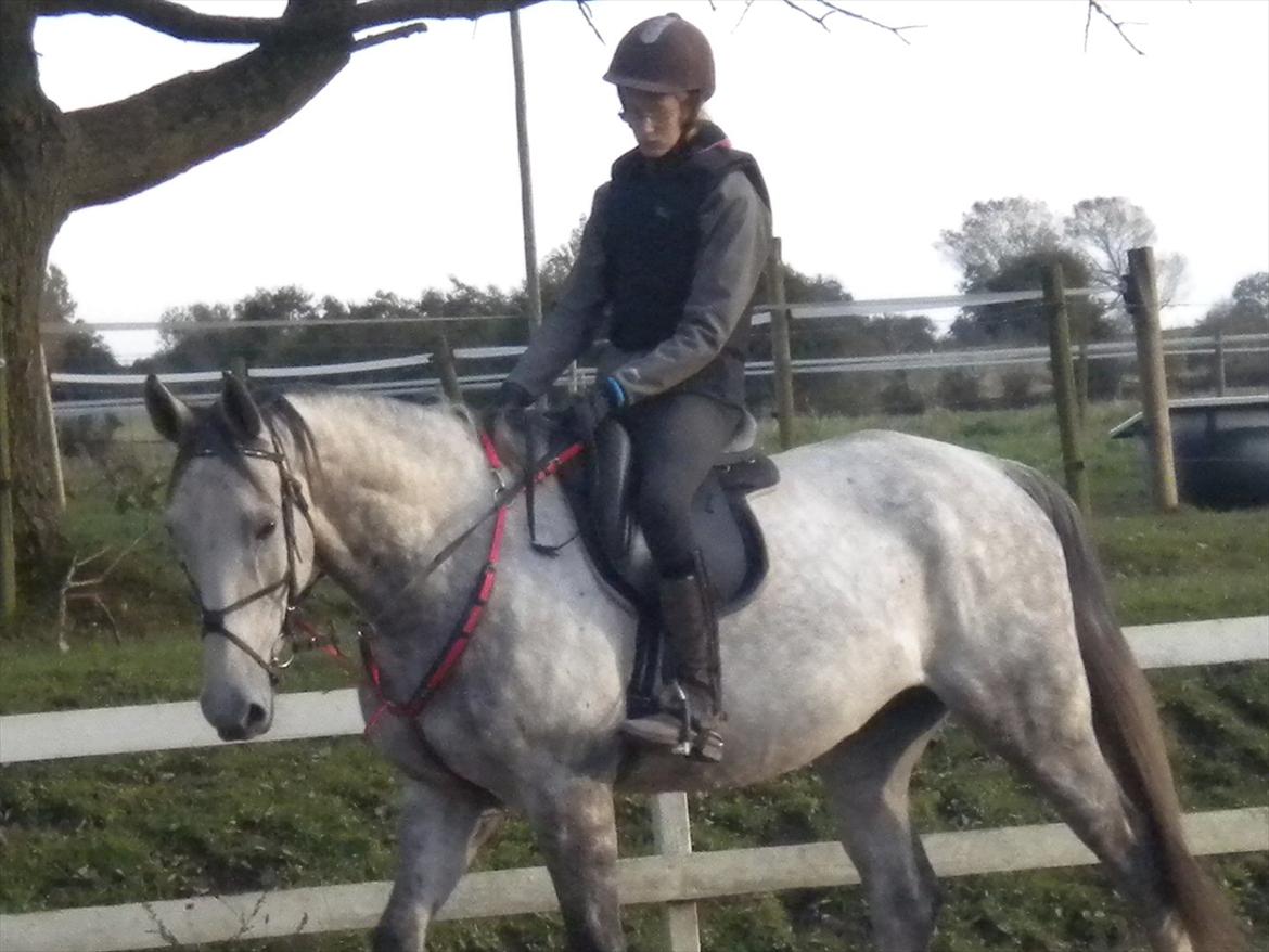 Polsk Varmblod irys  - jaa man kan jo også dressur billede 19