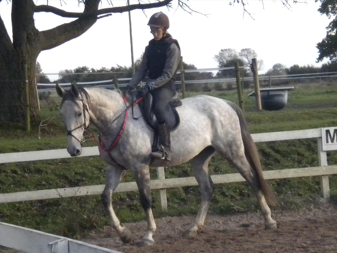 Polsk Varmblod irys  - tjek benende billede 20