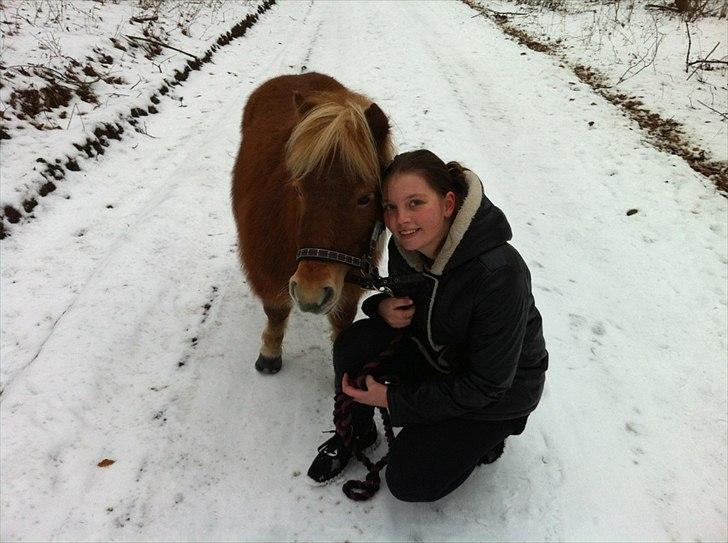 Shetlænder Nanja af rolighed - Svanninge Bakker billede 2