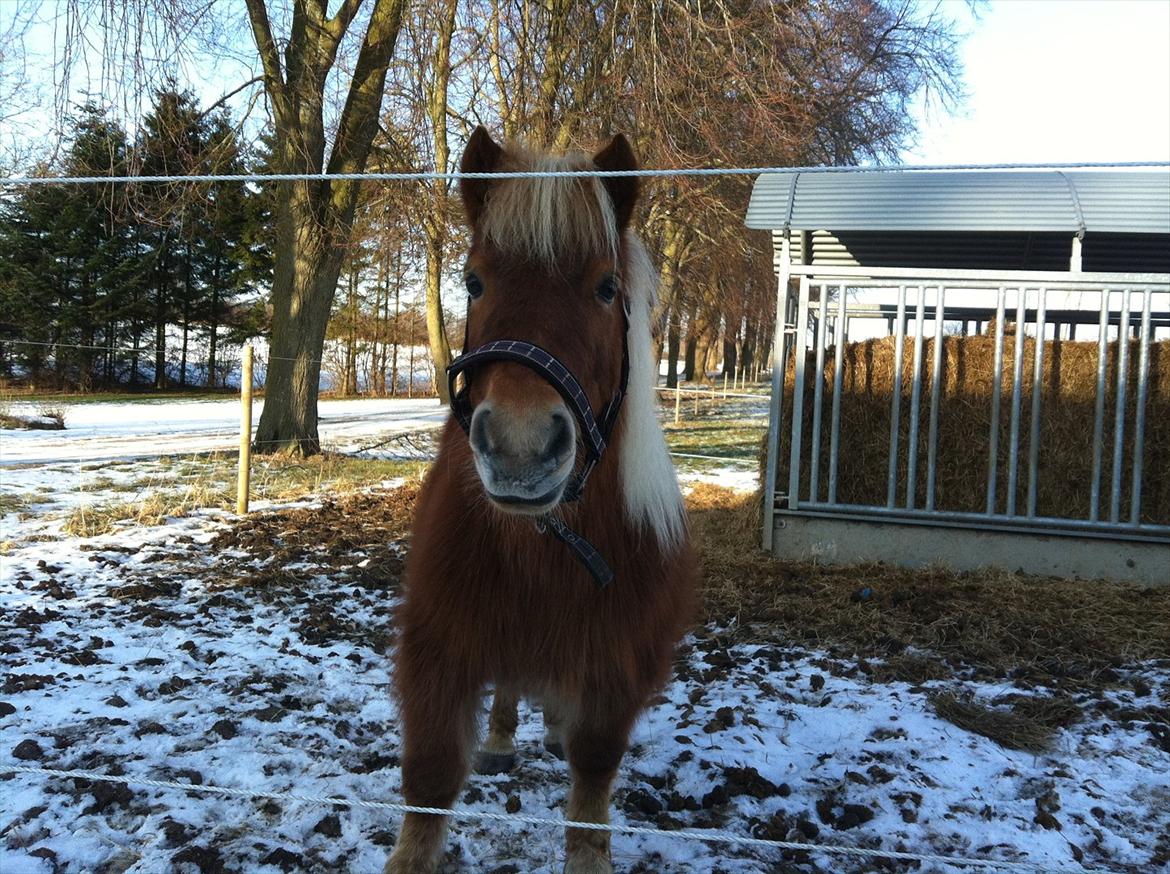 Shetlænder Nanja af rolighed billede 10